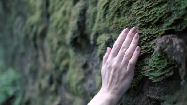 Hand Woman Gently Touches Wall Forest Moss Green Wet Moss — Stockvideo