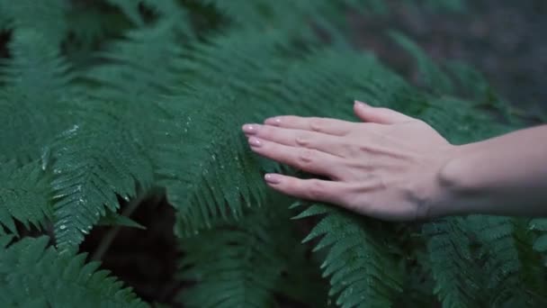 女性の手は優しくシダ植物に触れます 森の中の緑の湿った葉 女性の長い指のクローズアップショット 水滴と緑豊かな葉 スローモーション4K — ストック動画