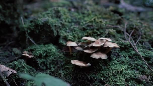 Gombák Közelsége Egy Zöld Elvarázsolt Erdőben Mohával Ősi Erdő Varázslatos — Stock videók