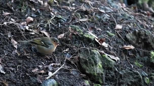 Відео Common Chaffinch Сидять Землі Лісі Птаха Шукає Їжу Лісі — стокове відео