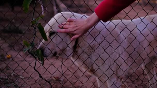 Abandoned Cute Dog Bars Woman Hand Petting Animal Close Sad — Stock video