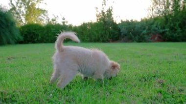 Small cute Chihuahua puppy playing outdoors on green grass. Long-haired pet miniature dog with brown hair. Adorable little friend. Companion friendly dog. Playful funny purebred canine. Slow motion. 