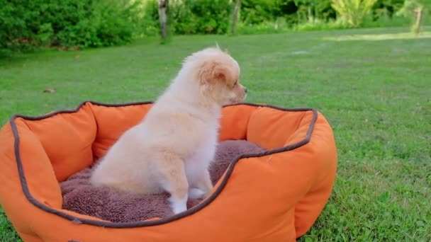 Small Cute Chihuahua Puppy Playing Outdoors Long Haired Pet Miniature — Vídeo de Stock