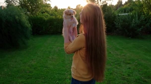 Woman Holding Small Cute Chihuahua Puppy Sunset Long Haired Pet — Vídeo de Stock