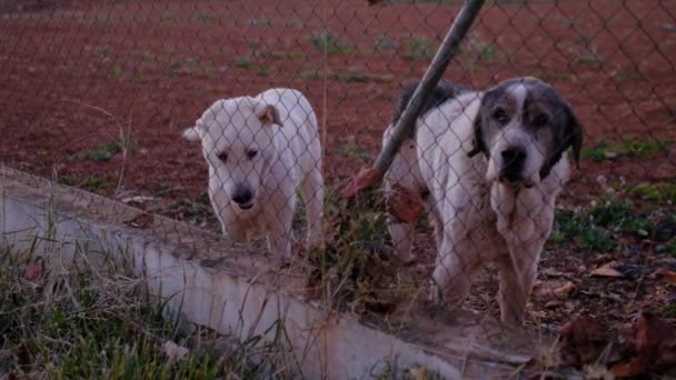 Verlassener Süßer Hund Hinter Gittern Hungriges Haustier Bittet Futter Großaufnahme — Stockvideo