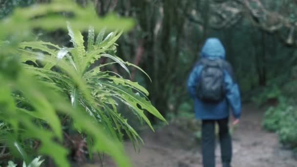 Człowiek Idzie Zaczarowanym Lesie Plecakiem Pada Deszcz Drzewa Pokryte Najwięcej — Wideo stockowe