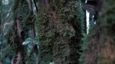 Close up of a moss. Beautiful green enchanted forest. Ancient woods. Magical teal rain forest. Lush foliage. Organic background. 