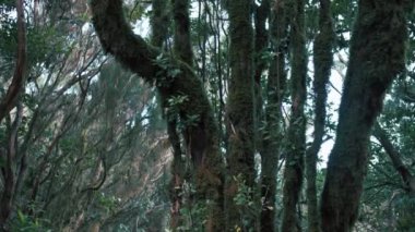 Beautiful green enchanted forest. Ancient woods. Magical teal rain forest. Lush foliage. Organic background. 