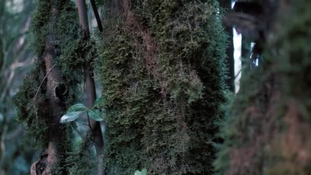 Närbild Mossa Vacker Grön Förtrollad Skog Forntida Skogar Magisk Regnskog — Stockvideo