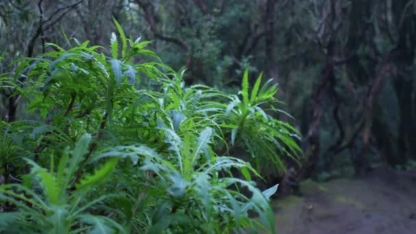 Beautiful Green Enchanted Forest Ancient Woods Magical Teal Rain Forest — Stockvideo