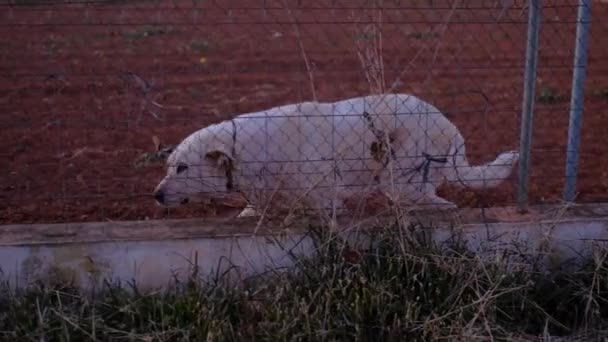 Abandonado Cão Bonito Atrás Das Grades Animal Estimação Com Fome — Vídeo de Stock