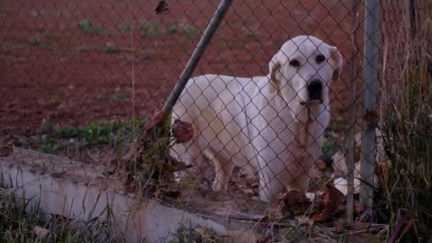 Abandonado Cão Bonito Atrás Das Grades Animal Estimação Com Fome — Vídeo de Stock