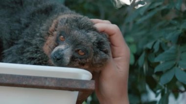 Uzun, güzel bir kuyruğu olan kırmızı yüzlü bir lemuru okşayan bir kadının eli. Kırmızı yüzlü kahverengi lemurlar ya da güney kırmızı yüzlü kahverengi lemurlar olarak da bilinir. Madagaskar Hayvanı, Afrika.