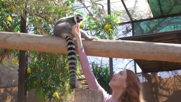 一个女人在喂一只长着漂亮尾巴的环尾狐猴 女孩和马达加斯加 非洲的动物在一起 — 图库视频影像