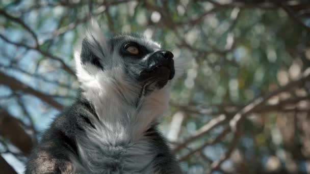一个长有漂亮尾巴的环尾狐猴赛马场的肖像 马达加斯加 非洲动物 — 图库视频影像