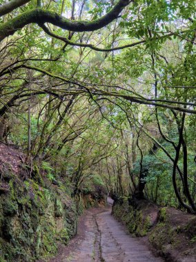 Beautiful green enchanted forest. Ancient woods. Magical teal rain forest. Lush foliage. Organic background. 