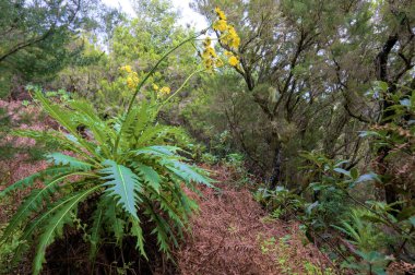 Beautiful green enchanted forest. Ancient woods. Magical teal rain forest. Lush foliage. Organic background. 
