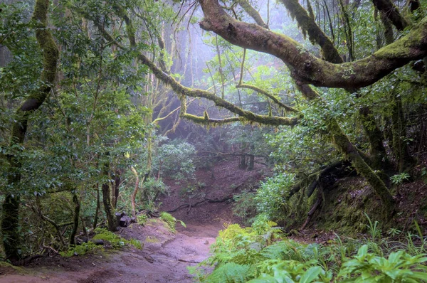 Vacker Grön Förtrollad Skog Forntida Skogar Magisk Regnskog Lysande Lövverk — Stockfoto