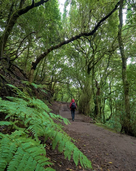 Nádherný Zelený Kouzelný Les Starověké Lesy Kouzelný Deštný Prales Bujné — Stock fotografie