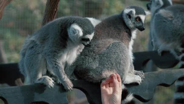 Hand Füttert Einen Lemurenkatze Mit Einem Langen Schönen Schwanz Tier — Stockvideo