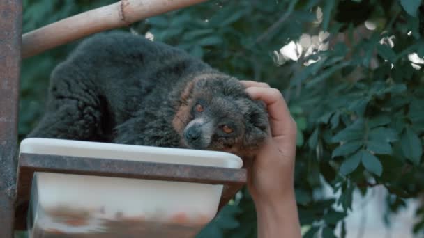 Hand Matar Ringsvansad Lemur Lemur Catta Med Lång Vacker Svans — Stockvideo