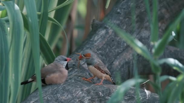 ゼブラフィンチ鳥と長い尾のフィンチは草の間の木の上にあります 2羽の鳥が座っている ゼブラフィンチの鳥が巣を作っている くちばしに小さな枝を持つ動物 — ストック動画