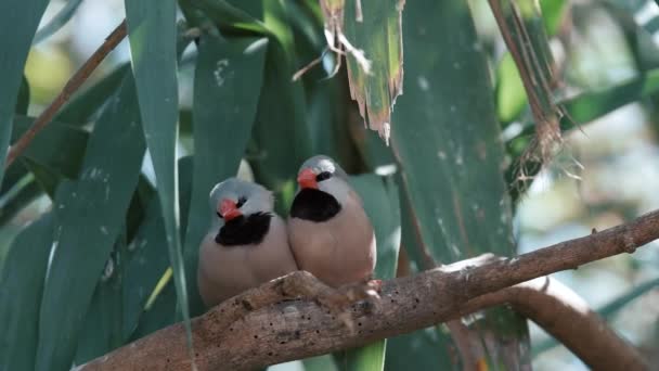 2羽の長い尾翼の鳥が草の間の木の上にいる 2羽の鳥が座ってグルーミングし 互いに引っかき合っています 動物は恋をしている 自然の中でのロマンス — ストック動画