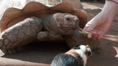 Dişi el bir kaplumbağayı besliyor. Kadın büyük bir kara kaplumbağasını beslemeye çalışıyor. Gine domuzu yiyecek çalıyor. Kızların eli kaplumbağa okşuyor. Videoyu kapat. 