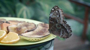Peleides Blue Morpho, Morpho Peleides kelebeği sebzelerle dolu bir tabakta oturuyor ve besleniyor. Kanatlarında benekler olan güzel bir kelebeğin yakın çekimi. Kelebek hortumu hareket ediyor.. 