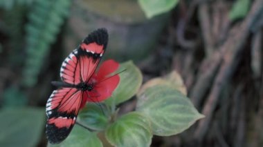 Heliconius Melpomene, Piyano Anahtar Kelebeği kırmızı bir çiçeğin üzerinde oturuyor. Siyah ve kırmızı renkli güzel bir kelebeğin yakın çekimi. Kanatlar hareket ediyor. Yavaş çekim. 