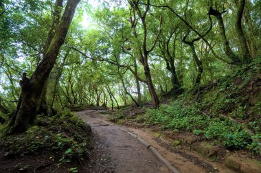 Beautiful green enchanted forest. Ancient woods. Magical teal rain forest. Lush foliage. Organic background. 
