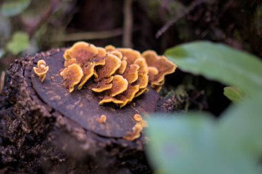 Close up of mushrooms in a green enchanted forest with a moss. Ancient woods. Magical teal rain forest. Macro video. Organic background. 