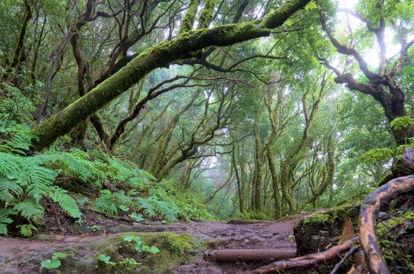 Hermoso Bosque Verde Encantado Bosques Antiguos Bosque Lluvioso Teca Mágica —  Fotos de Stock