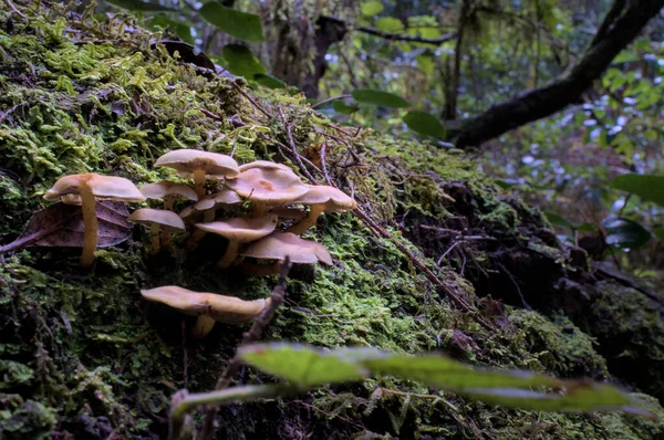 Close Mushrooms Green Enchanted Forest Moss Ancient Woods Magical Teal — Foto de Stock