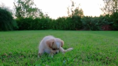 Small cute Chihuahua puppy playing outdoors. Long-haired pet miniature dog with brown hair. Adorable little friend. Companion friendly dog. Playful funny purebred canine. Slow motion. 