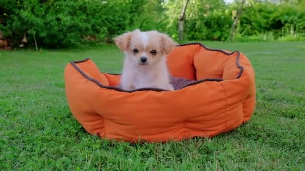 Small Cute Chihuahua Puppy Playing Outdoors Long Haired Pet Miniature — Stock Video