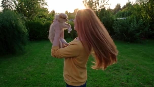 日没時に小さなかわいいChihuahua子犬を保持し 回転女性 茶色の髪をした長髪のペットのミニチュア犬 親身な友人だ コンパニオンフレンドリーな犬 面白い純血種の犬だ スローモーション — ストック動画
