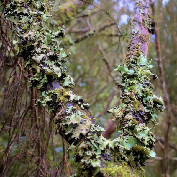 ロバリア プルモナリアの閉鎖 緑藻と真菌 美しい緑の魅惑的な森 古代の森 魔法の熱帯雨林 緑豊かな葉 有機的背景 — ストック写真