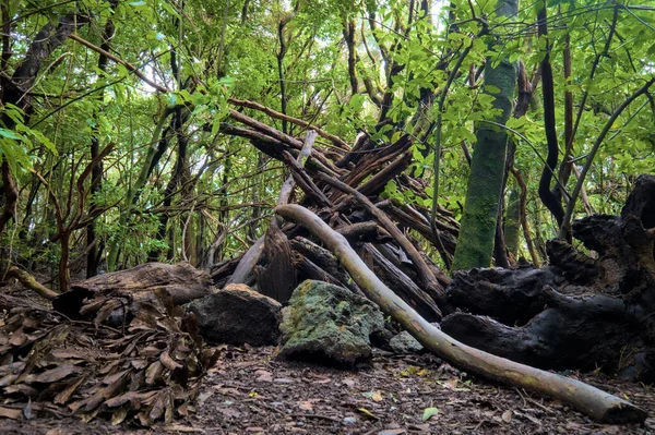 Schöner Grüner Zauberwald Gruselige Gestalt Wald Äste Den Alten Wäldern — Stockfoto