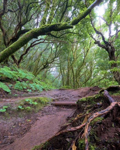 Beautiful Green Enchanted Forest Ancient Woods Magical Teal Rain Forest — Fotografia de Stock