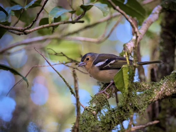 Chaffinch Oiseau Est Assis Sur Une Branche Sur Arbre Parmi — Photo