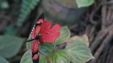 Heliconius Melpomene, Piyano Anahtar Kelebeği kırmızı bir çiçeğin üzerinde oturuyor. Siyah ve kırmızı renkli güzel bir kelebeğin yakın çekimi. Kanatlar hareket ediyor. Yavaş çekim. 