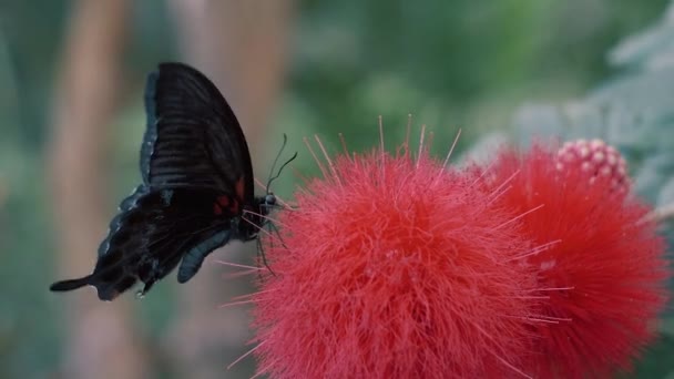 Papilio Ascalaphus Mariposa Está Sentado Una Flor Roja Alimentación Primer — Vídeo de stock