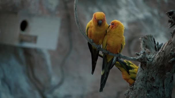 2羽のサンコンコアオウムの鳥が枝にいます 太陽のパレークパロット 黄色と緑の色 2羽の鳥が座ってグルーミングし 互いに引っかき合っています 動物は恋をしている 自然の中でのロマンス — ストック動画