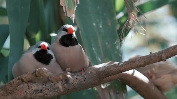Two Long Tailed Finch Birds Tree Grass Two Birds Sitting — Stock Video