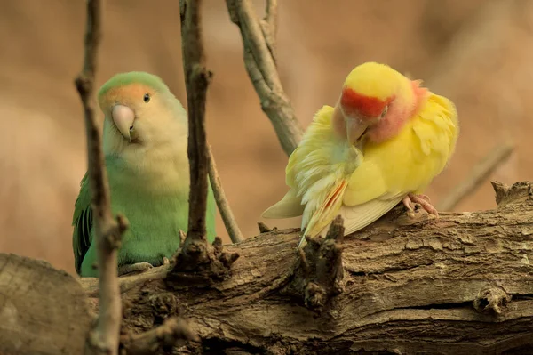 Pombo Amor Faces Rosadas Pássaros Papagaio Sol Estão Sentados Galho — Fotografia de Stock