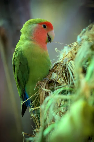 Den Rosenröda Papegojfågeln Sitter Gren Och Bygger Ett Persika Röd — Stockfoto