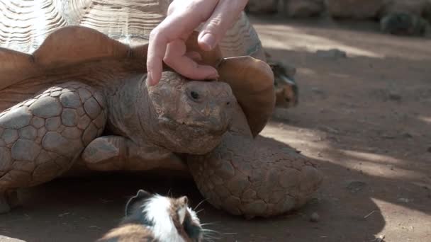 Girls Hand Petting Tortoise Female Hand Touching Head Land Gigantic — Stock Video