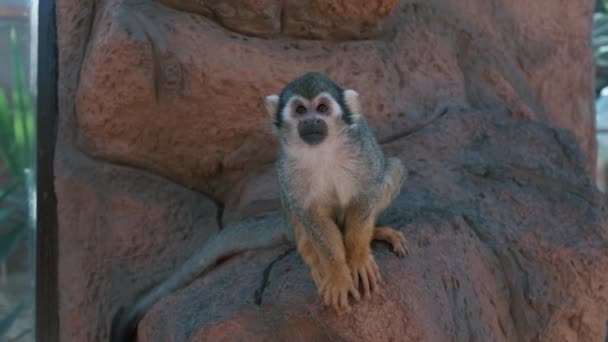 Близько Мавпи Маленька Мила Смішна Макакака Дивиться Камеру Тварина Сидить — стокове відео
