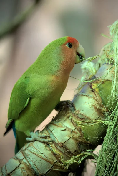 Rosy-faced lovebird parrot bird is sitting on a branch and building a nest. Peach, red, rose and green color. Beautiful animal.